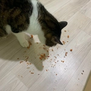 조공 양미리 15g 베스트 후기 이미지