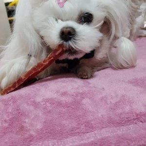 굿데이 독 건강한 육포 오리가슴살 슬라이스 300g 베스트 후기 이미지