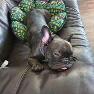 쥬뻬 독 단호박 비스켓 250g 베스트 후기 이미지