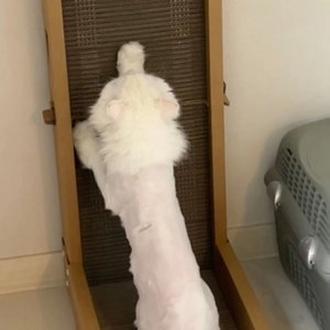 ㅁㅊ스크래쳐 수직형(리뉴얼) 베스트 후기 이미지