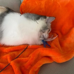 펫모닝 불빛 캣티클러 베스트 후기 이미지