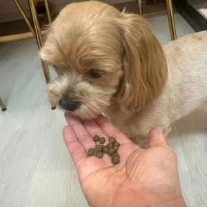 [브랜드전][무료배송] 세이프브이투 독 저알러지 관절건강 양 2kg 베스트 후기 이미지