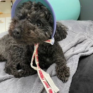 [무료배송] 오드펫 또또또 친구들 체크 UV썬캡 오댕 S-L 베스트 후기 이미지