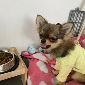 [웰컴딜] 허즈 독 칠면조가슴살 레시피 100g 베스트 후기 이미지