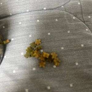 붐붐포 독 듬뿍한통 야채큐브 믹스 고구마+당근+시금치 600g 베스트 후기 이미지