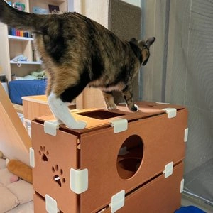 [무료배송] 파파냥 올인원 캣놀이터 모듈형 사각 숨숨집  베스트 후기 이미지