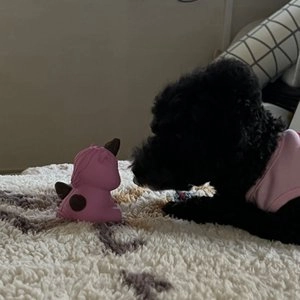 [수요특가] 네추라 너리쉬 독 트릿트릭 리필 오리&인섹트 183g (32p) 베스트 후기 이미지