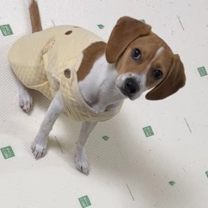 [무료배송] 도그아이 누빔 버튼조끼 핑크/옐로우 XS-2XL 베스트 후기 이미지