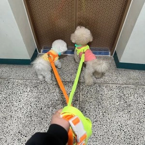 [무료배송] 멍템 팔레트 핸즈프리 리드줄 2.5m 10종 베스트 후기 이미지