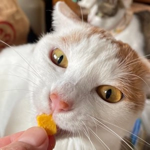 든든 동결건조 포근한 노른자 트릿 420g 베스트 후기 이미지