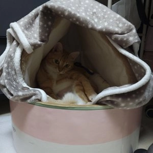 [무료배송] 쏘울펫 식빵 숨숨집 하우스 아이보리/그린 S-L 베스트 후기 이미지