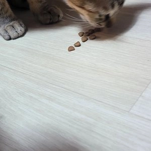 [브랜드전]페디칼 헬시온 캣 10kg 베스트 후기 이미지