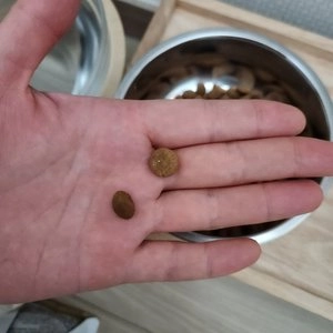 로얄캐닌 캣 페르시안 키튼 2kg 피모관리 베스트 후기 이미지