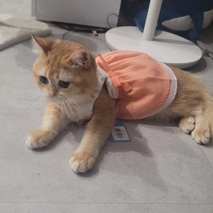 [무료배송] 도그아이 여아 꽃한복 S-3XL 베스트 후기 이미지