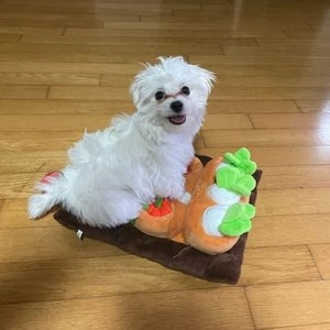 펫홀릭 노즈워크 주말농장 베스트 후기 이미지