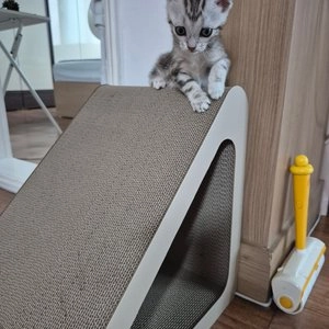 펫톤 빅사이즈 플레이볼 스크래쳐 딥베이지 베스트 후기 이미지