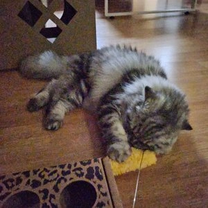 사냥의정석 새우튀김 캣닢 낚시대 베스트 후기 이미지