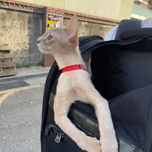 쥬쥬베 캣 하네스 레드/블루 베스트 후기 이미지