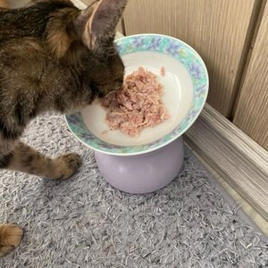 알모네이쳐 캣 닭고기&참치 캔 70g 베스트 후기 이미지