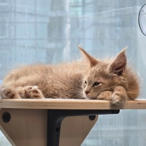 [체험단] 로디시 캣 치킨&참치 파테 캔 85g 베스트 후기 이미지