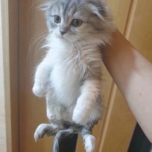 에코이지 버블시트 부분용 20p 베스트 후기 이미지