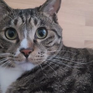 더리얼 캣 그레인프리 크런치 닭고기 어덜트 1.6kg 베스트 후기 이미지