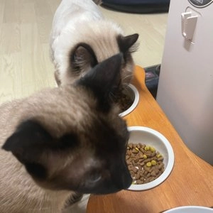 퓨어비타 독 그레인프리 칠면조&고구마 11.3kg 베스트 후기 이미지