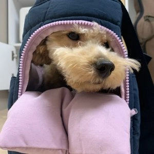 [무료배송] 마이플러피 독 이동가방 업백 네이비 M/L 베스트 후기 이미지