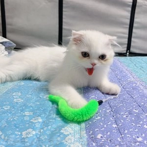 캣가든 데빌 스네이크 롱테일 낚시대 그린 베스트 후기 이미지