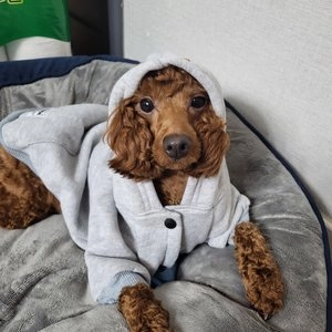 [무료배송] 펫츠랜드 데일리 기모후드 점퍼 그레이 S-2XL 베스트 후기 이미지