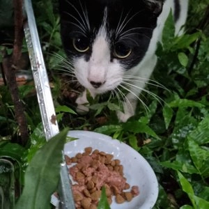 위스카스 캣 참치 파우치 80g 베스트 후기 이미지