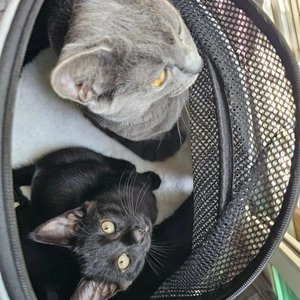 리스펫 허리펴고 숨숨 돔형 이동장 베스트 후기 이미지