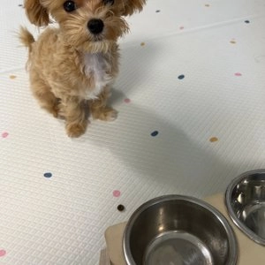 [웰컴딜] 아투 독 연어 퍼피 5kg 베스트 후기 이미지