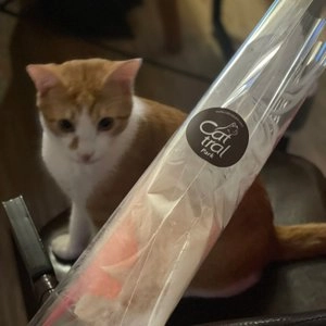 [무료배송] 캣트럴파크 타조 깃털봉 핑크 베스트 후기 이미지