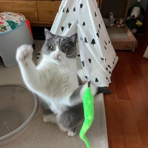 데빌스네이크 롱롱테일2 그린/주황/핑크/보라 베스트 후기 이미지