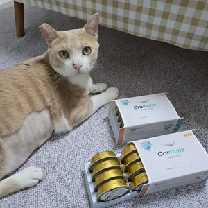 시그니처바이 캣 오라뮨 구강케어 닭가슴살 캔 30g*8ea 베스트 후기 이미지