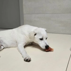 [웰컴딜] 프레스키 독 터키츄 칠면조 힘줄 하드본 M 베스트 후기 이미지