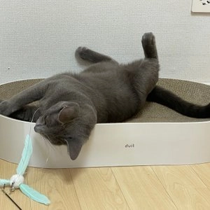 고양이섬 리필 50종 베스트 후기 이미지