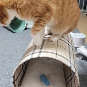 스테이 조립형 체크 숨숨집 하우스 베스트 후기 이미지