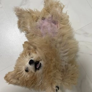 [무료배송] 도그웨그 플라워 카라 원피스 퍼플/그린 S-2XL 베스트 후기 이미지