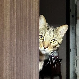 [웰컴딜] 하겐 캣잇 2.0 디거 베스트 후기 이미지