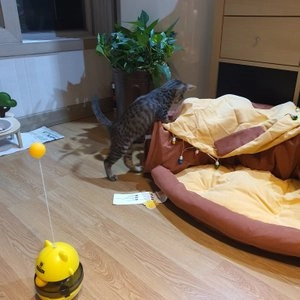 [무료배송] 힐링타임 숨숨집 재즈바 베스트 후기 이미지