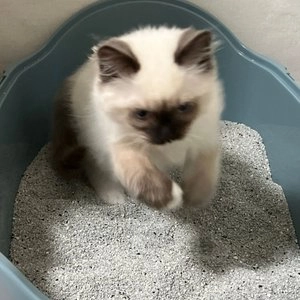 아메리칸솔루션 언씬티드 무향 9.07kg 1박스 (2개입) 베스트 후기 이미지