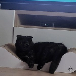 베스트 프라이스 긁긁 스크래쳐 쇼파형 베스트 후기 이미지