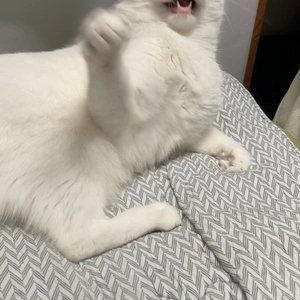 반려일상 고수의 낚시대 스틱 솜털 베스트 후기 이미지