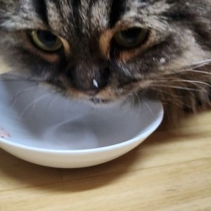 [NEW신상]오스테크 캣 울트라 참치 토핑 닭고기 그레이비 파우치 70g 베스트 후기 이미지