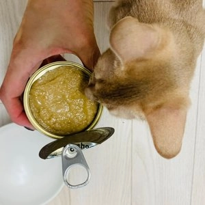 조공 필로 캣 연어&호키&게살 90g 베스트 후기 이미지