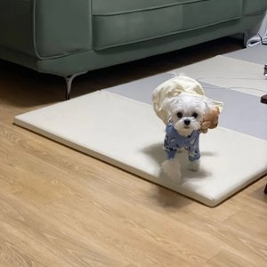 바잇미 내동생 어부바 노즈워크 장난감 브라운 베스트 후기 이미지