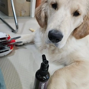 [무료배송] 잠보아 플라그리스 100ml 베스트 후기 이미지