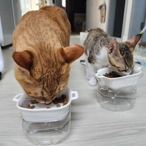 [사료샘플] 내추럴발란스 캣 오리지날 울트라 닭&연어 40g 베스트 후기 이미지